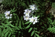 Polemonium pulcherrimum
